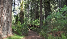 Cal Barrel Redwood Grov